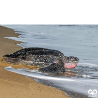 گونه لاکپشت چرمی Leatherback Turtle